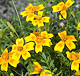 appelsintagetes