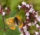 almindelig oregano merian