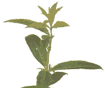 Citronverbena